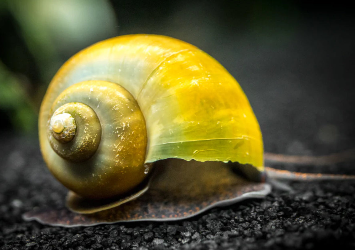 Jade Green Gold Snails