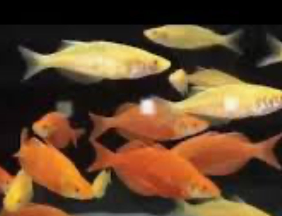 Orange Albino Millennium Rainbow (Glossolepis pseudoincisus) (pair)