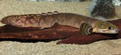 Mokelembembe Bichir (Polypterus Mokelembembe)