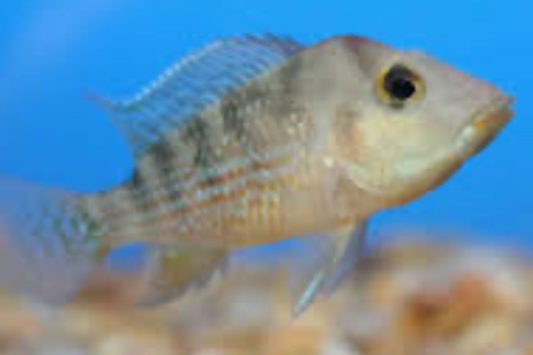 Red Hump Geos (Geophagus steindachneri)