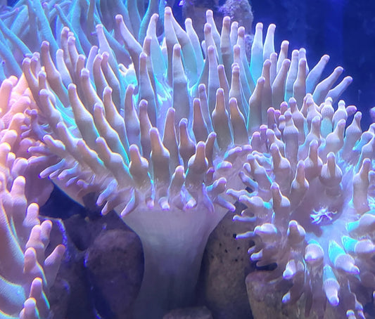 Ultra Rose Bubble Tip Anemone MDL