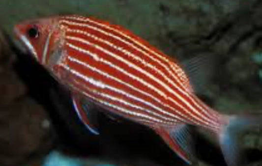 Red Striped Squirrelfish