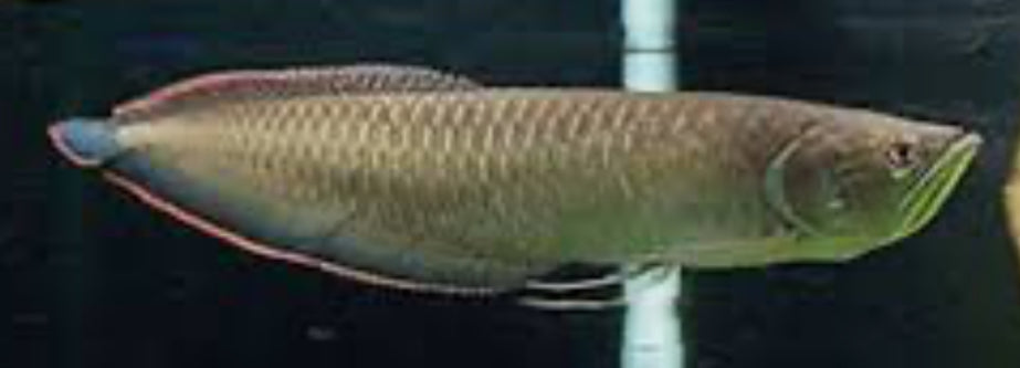 Black Arowana (Osteoglossum Ferreirai) 4"-6"