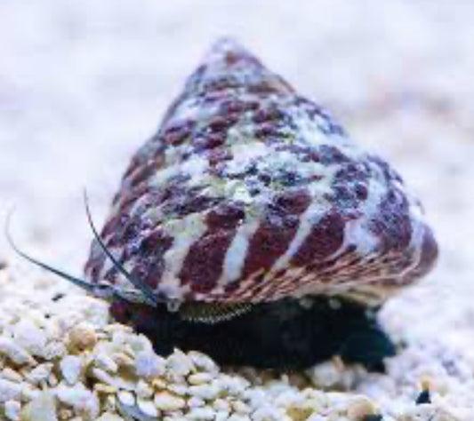 Saltwater Banded Trochus Snails