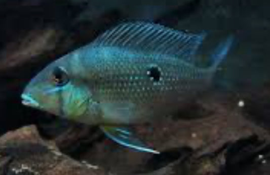 Xingu Blue Streak Eartheater (Geophagus argyrostictus)(Blue Lip)3”-3.5”