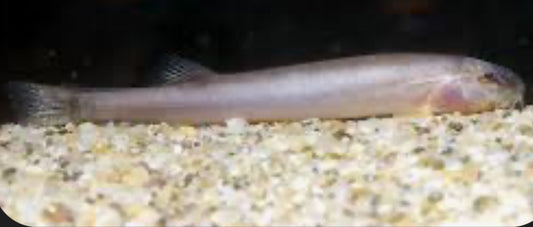 Lepidocephalus Macrochir - blind pink loach 4"