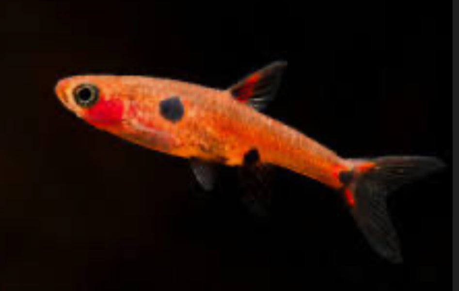 Strawberry Rasbora