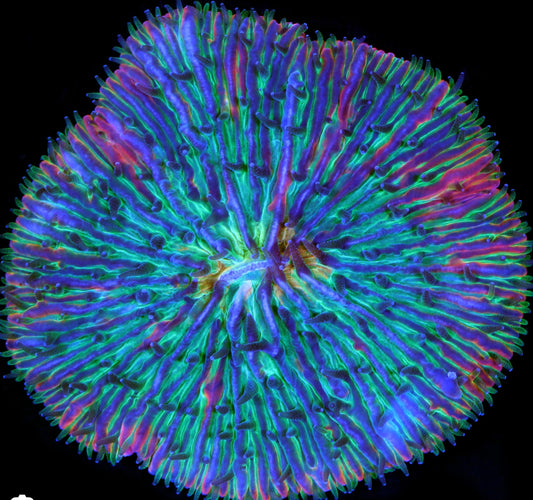 Neon Bicolor Fungia Plate Coral MDL