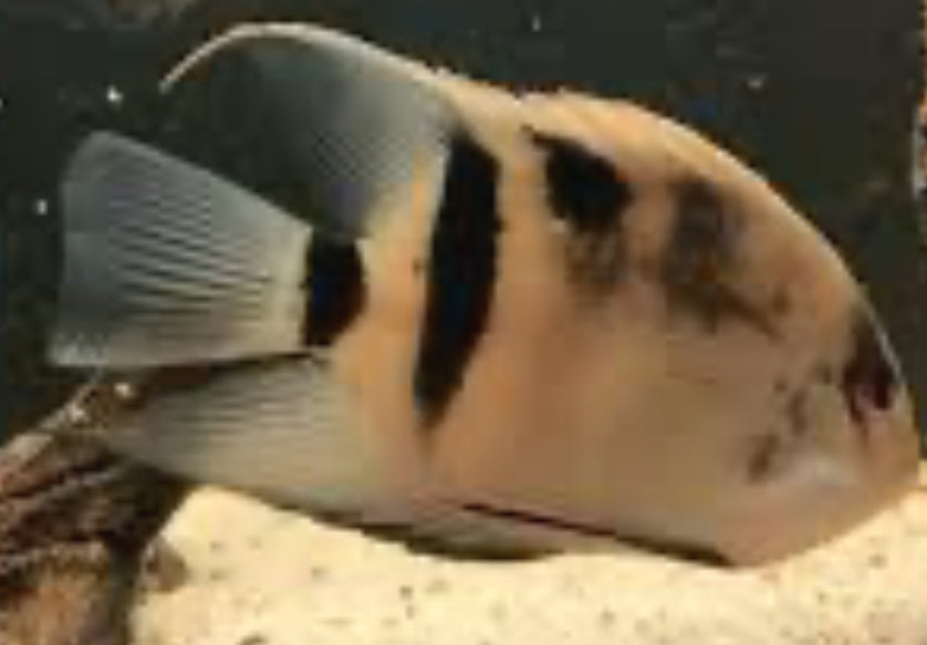 Panda Uaru Cichlid (Uaru Fernandezyepezi)