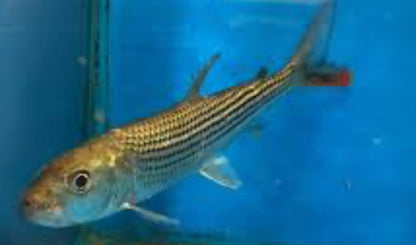 Vittatus African Tiger Fish (Hydrocynus Vittatus)