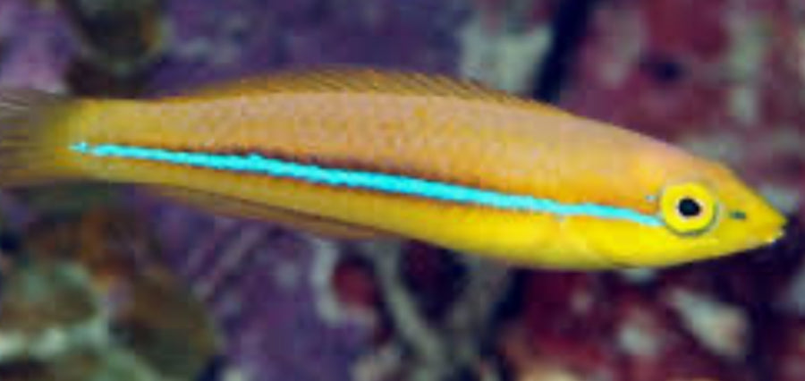 YELLOWHEAD WRASSE OR NEON WRASSE