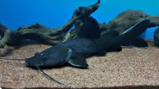Black Devil Catfish (Hemibagrus Wyckii)10”
