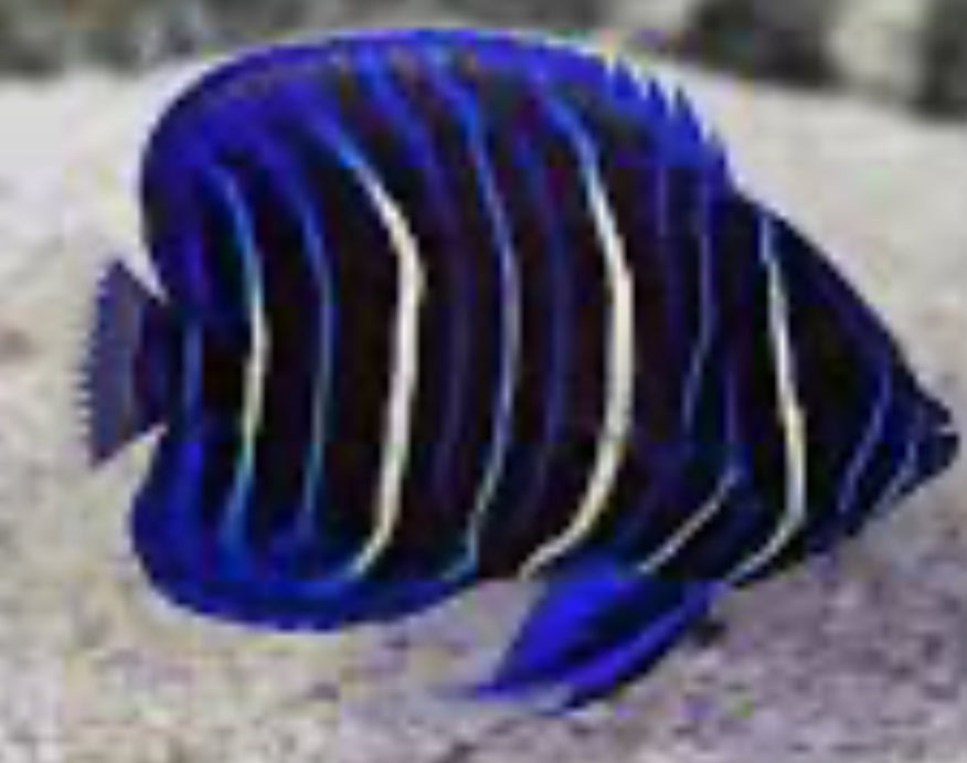 Blueface Angelfish