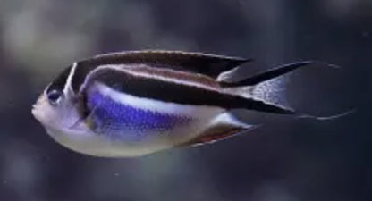 Bellus Angelfish (Genicanthus bellus)