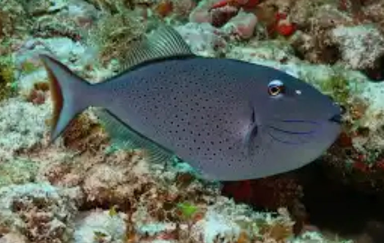 SARGASSUM TRIGGERFISH OR RED TAIL TRIGGERFISH