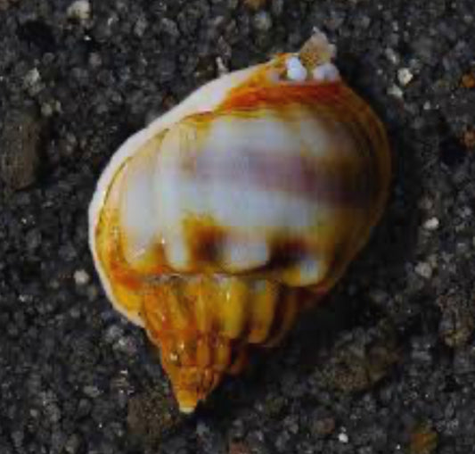 Saltwater Golden Nassarius Snails