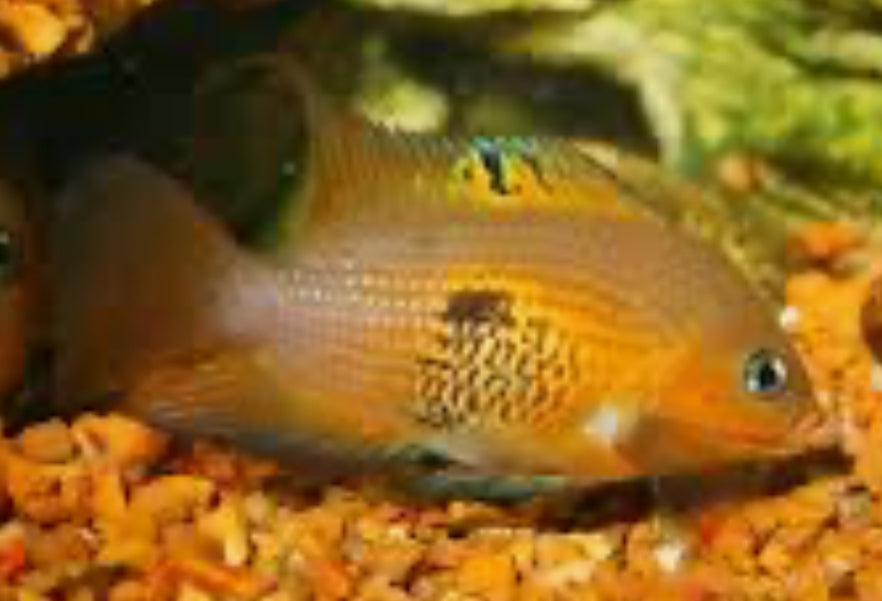 Topaz Cichlid