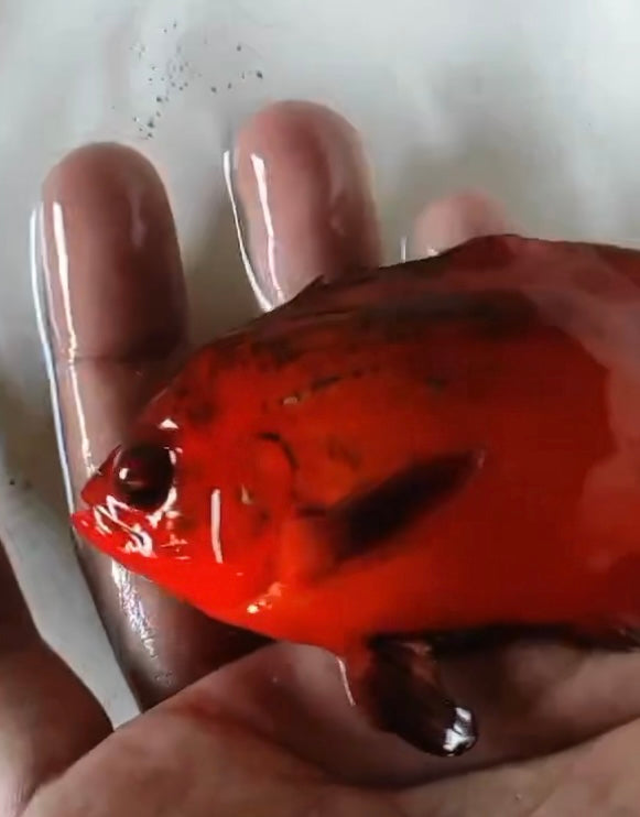 Super Fire Red Oscar (Astronotus ocellatus) 5” —Coming soon—