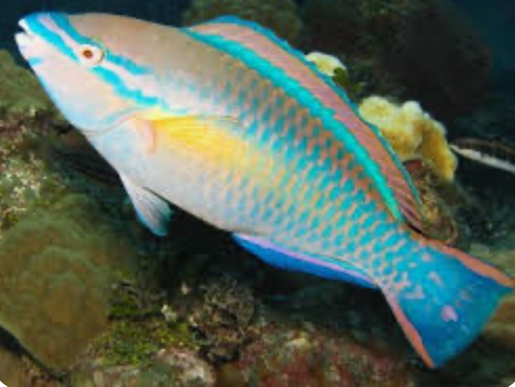 Princess Parrotfish (Scarus taeniopterus)