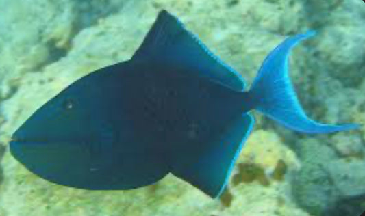 Niger Triggerfish