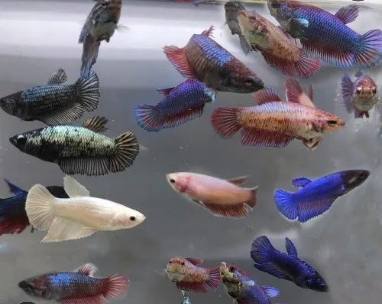 Assorted Female Betta