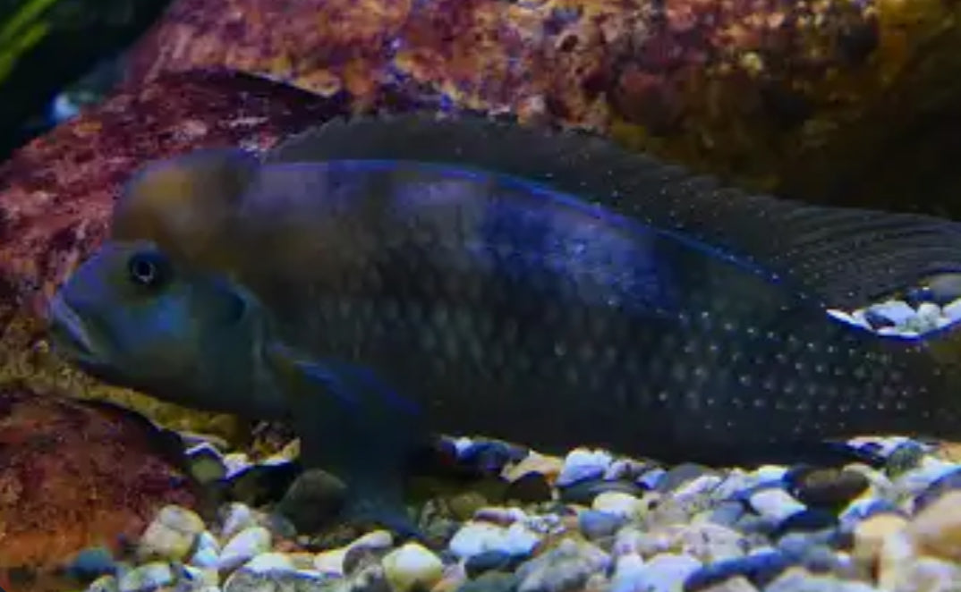 Buffalo Head Cichlid Md-1.5”-2.5”