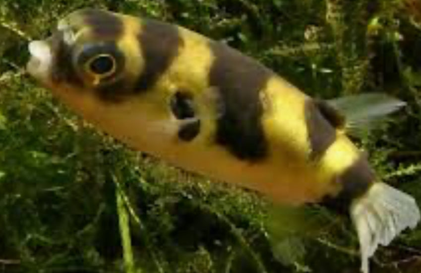 Freshwater Amazon Puffer