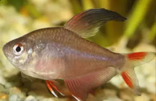 Rosy Tetra