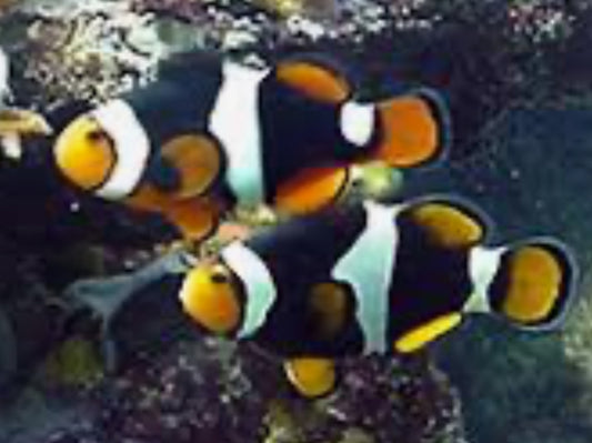percula clownfish GRADE A Large Soloman Island