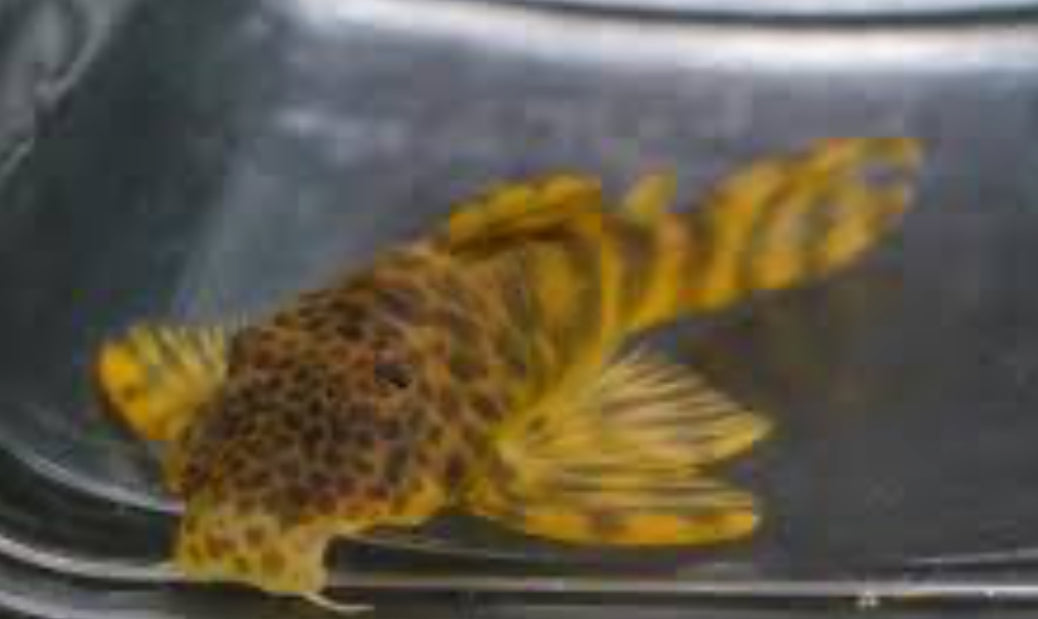 L243 Orange Zebra Pleco (Peckoltia Wernekei)