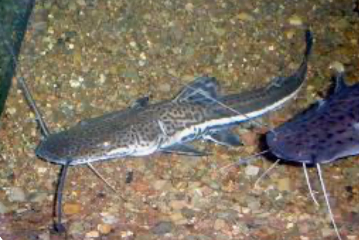 Firewood Catfish (Sorubimichthys Planiceps) 3"-4"