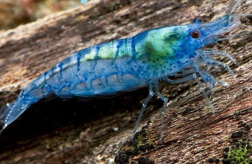 Blue Velvet Shrimp