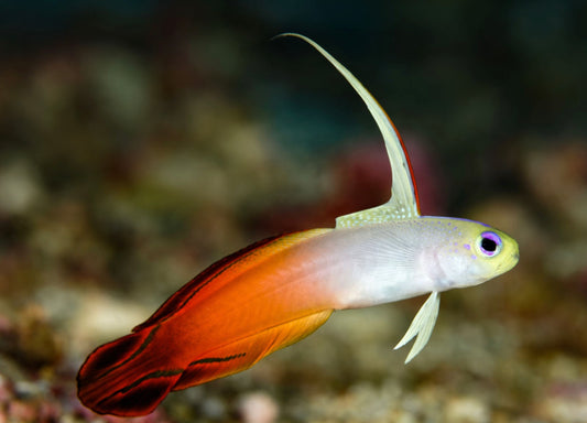 FireFish Goby-MD