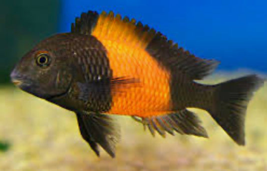 Tropheus Moori Bemba Orange