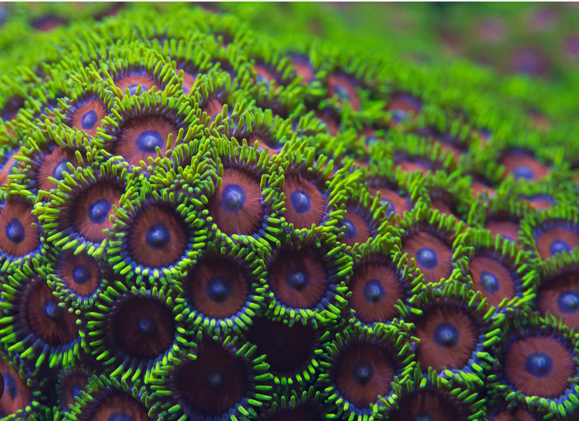 Green Sand Polyps-LG