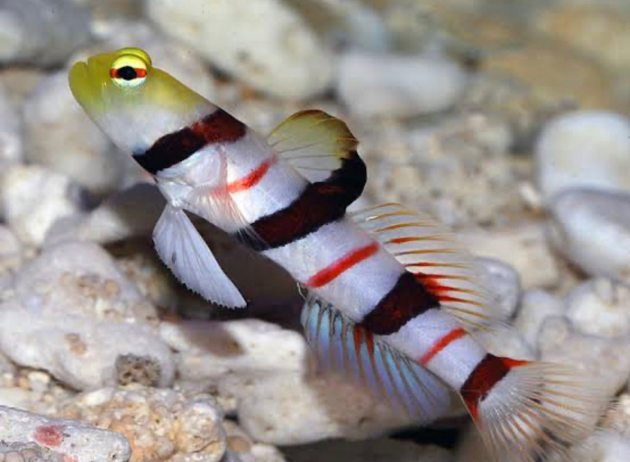 Dracula Shrimp Goby-LG