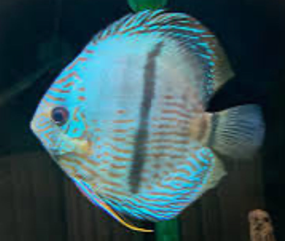 Wild Discus Blue Face Heckel 5