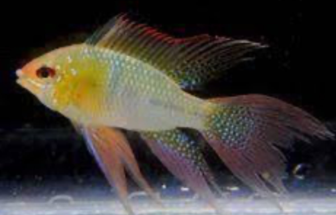 Golden Hi Fin Ram