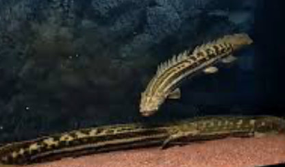 BICHIR-WILD PBB 16"