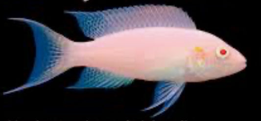 Neolamprologus brichardi