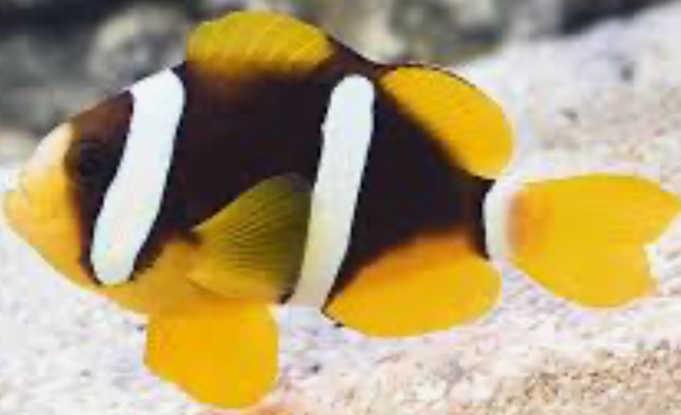 True Clarkii clownfish