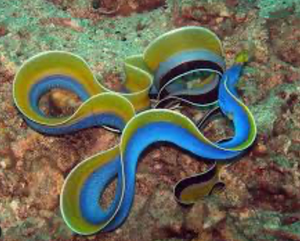 SW Blue Ribbon EEL-LG