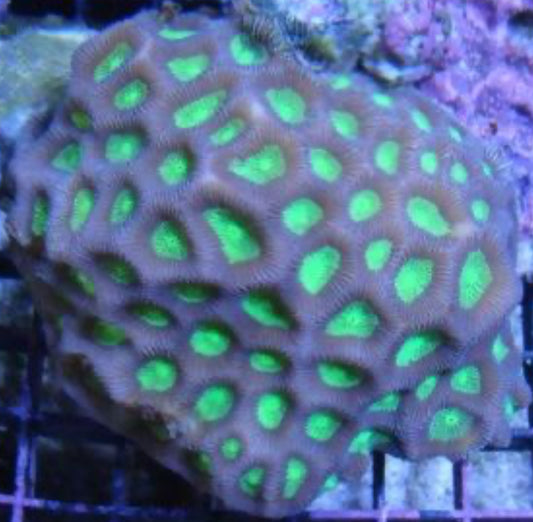 Pineaple Coral-Favites-LG