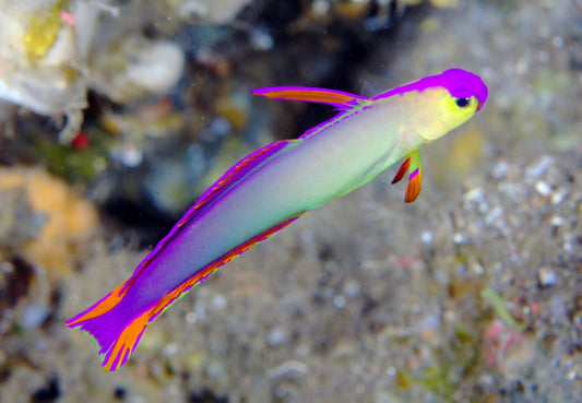 Purple Firefish Goby-MD