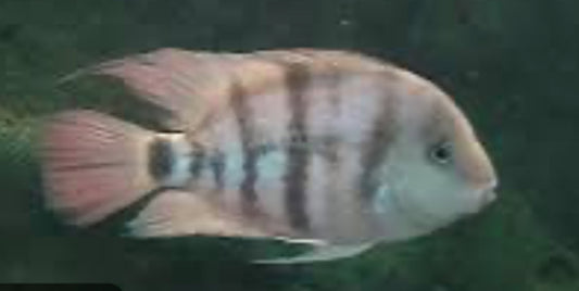 Cryptoheros cutteri
Blue Eye Cichlid