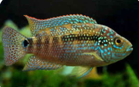 American Cichlid Jack Dempsey