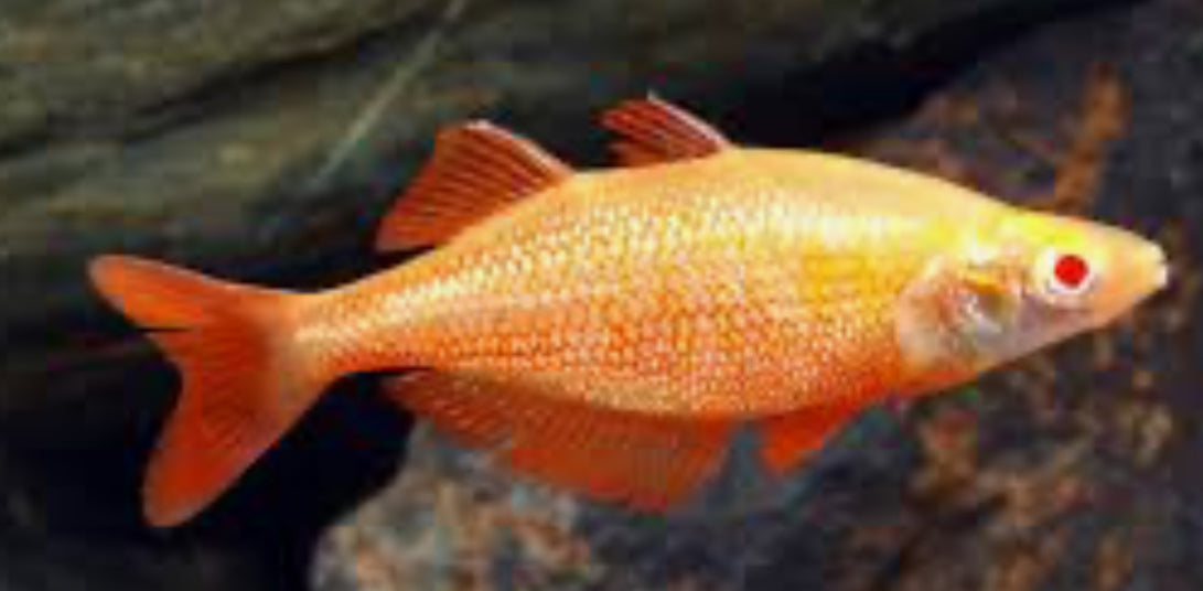 Orange Albino Millennium Rainbow (Glossolepis pseudoincisus) (pair)