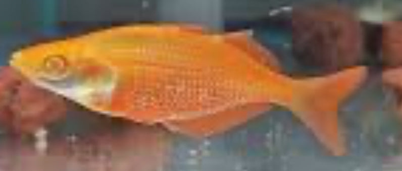 Orange Albino Millennium Rainbow (Glossolepis pseudoincisus) (pair)