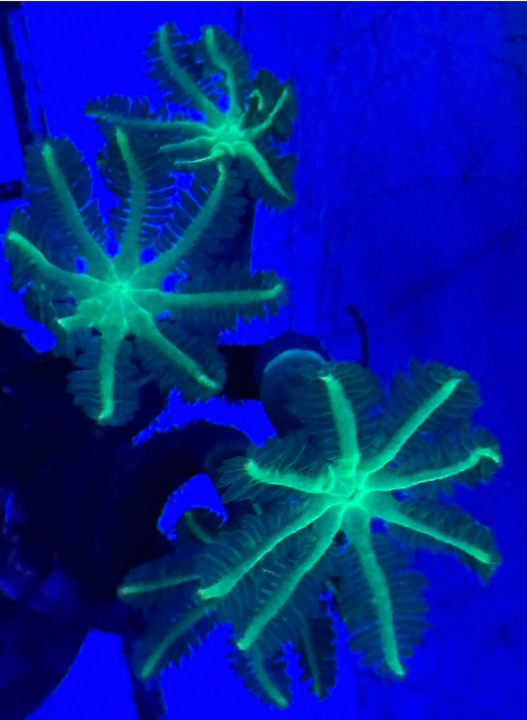 Neon Green Clove Polyps-LG