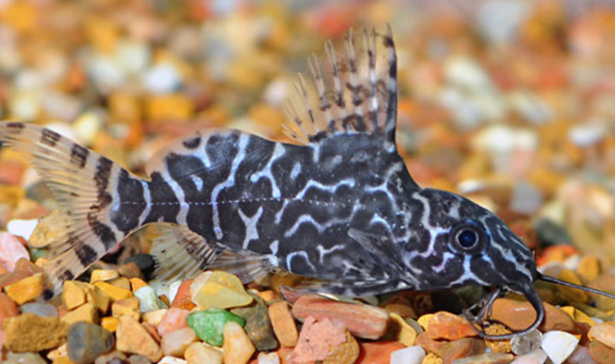 Synodontis Eupterus